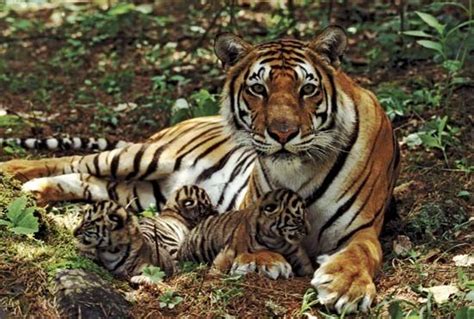 tiger | Facts, Information, & Habitat | Britannica.com