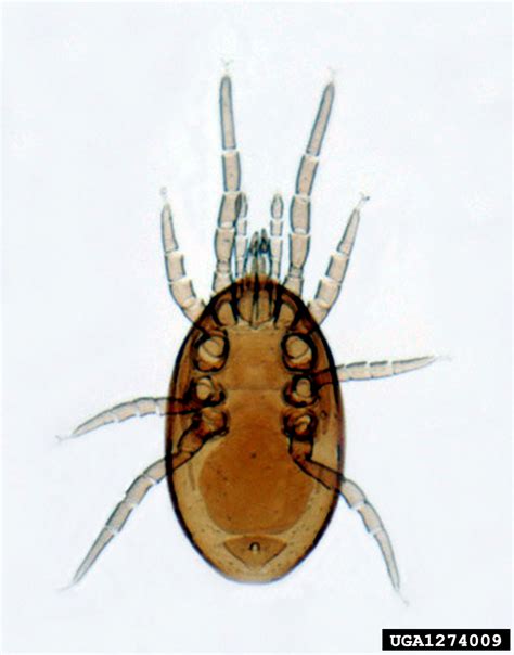 mite (Family Laelapidae)