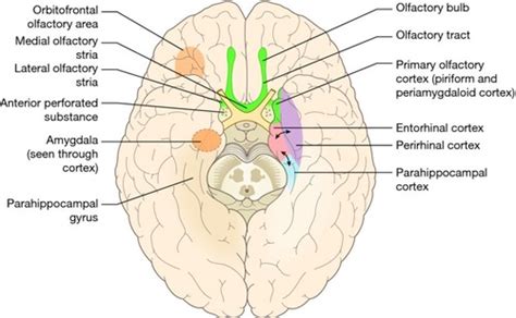 Piriform Cortex Anatomy