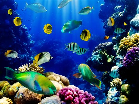 Aquarium HD Wallpapers