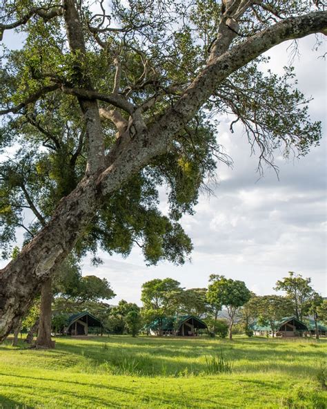 Governors' Camp Collection, Masai Mara, Kenya - Resort Review - Condé Nast Traveler