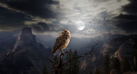 Owl Night Moon In · Free image on Pixabay