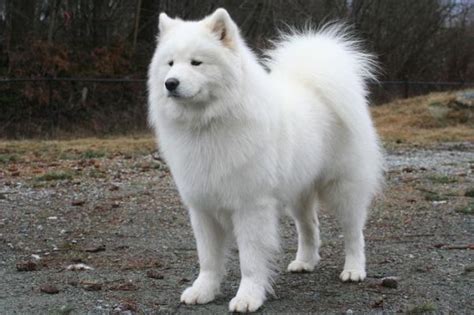 Russian Dog Breeds - Dog Breeds