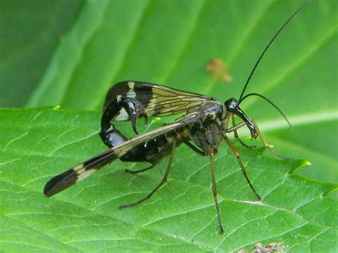 TYWKIWDBI ("Tai-Wiki-Widbee"): Mecoptera ("scorpionflies")