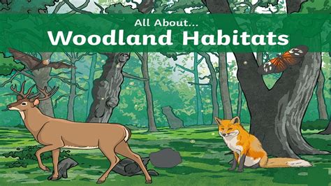 Woodland Habitats - YouTube