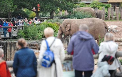 Chester Zoo welcomes ONE MILLION visitors in record time | Chester.com