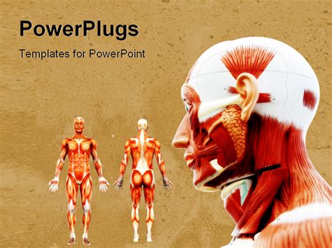 Human Anatomy - Male Muscles PowerPoint Template Background of ...