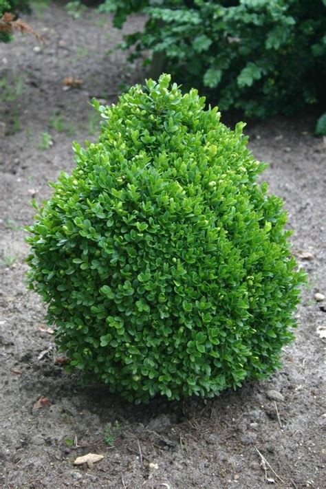 True Dwarf English Boxwood - planted 10/13 in a pot. buxus sempervirens "Suffruiticosa" Got them ...