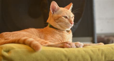 Ginger Cat Appreciation Day 2023: 8 interesting facts about these ...