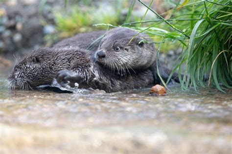 River Otter Pups Take Their Swim Lessons Outside