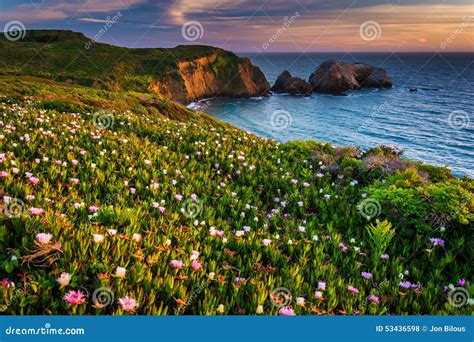 Flowers on a Bluff Above Rodeo Beach at Sunset Stock Photo - Image of sunset, flowers: 53436598