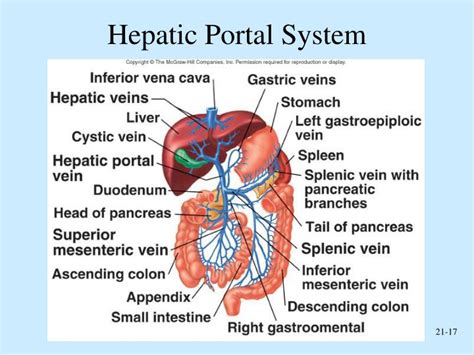 [DIAGRAM] Diagram Blood Vessels Hepatic Portal System - MYDIAGRAM.ONLINE