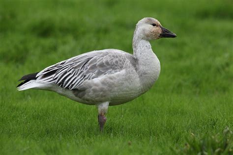 Snow Goose: Migratory Bird with Unique Color Morphs