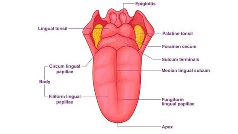 Structure of Tongue: Definition, Location, Anatomy, Muscles & Function ...