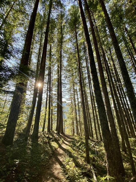 Salmon River Trail - Oregon | AllTrails