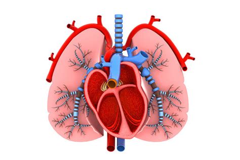 Heart And Lungs Diagram