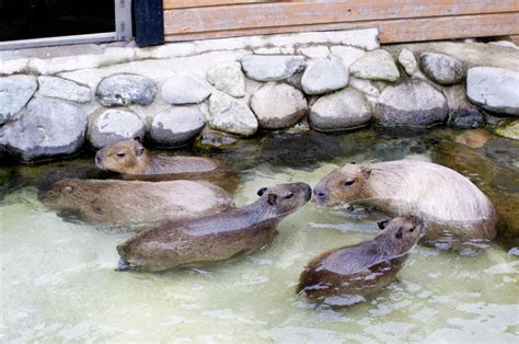 Capybaras are getting big in Japan