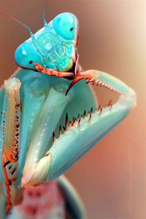 40 Outstanding Macro Photography Examples and Tips | Praying mantis, Beautiful bugs, Insects