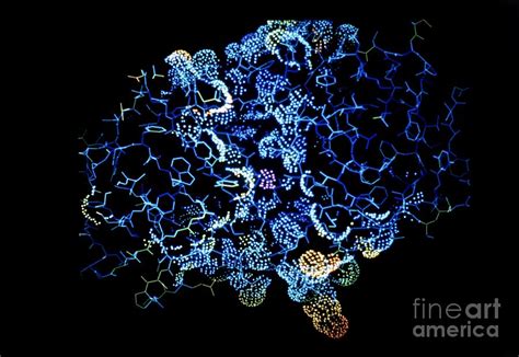 Molecular Structure Of Pepsin Enzyme Photograph by Dr T Blundell, Dept ...