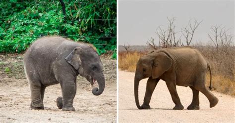 Weight Of Elephant From Newborn To Adulthood