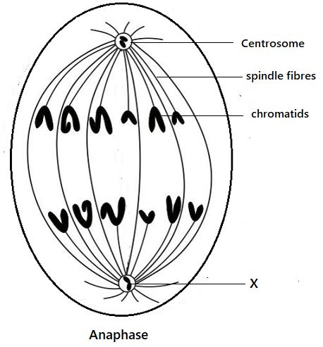 Anaphase Of Mitosis Diagram