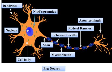 Describe the structure of a neuron with the help of a neat, labeled ...