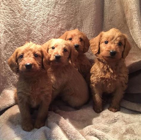 F1 Red Miniature labradoodle puppies | in Surrey | Gumtree