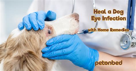 Heal a Nasty Dog Eye Infection with 4 Home Remedies • Pet on Bed