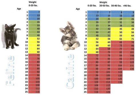 Cat Age Weight Chart Maine Coon Kitten Weight Chart Kg