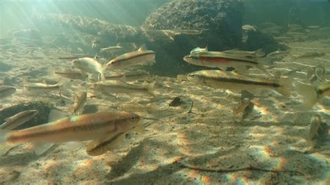 Save the Redside Dace — The Great Lakes Challenge