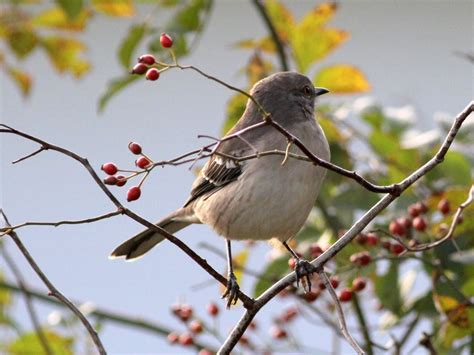 Nova Scotia birdwatchers delighted by visits from rare birds | CBC News