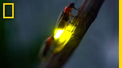 Watch: Fireflies Glowing in Sync to Attract Mates | National Geographic ...