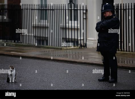 British Policeman and Larry the Downing Street cat at No:10 Downing Stock Photo: 64527851 - Alamy