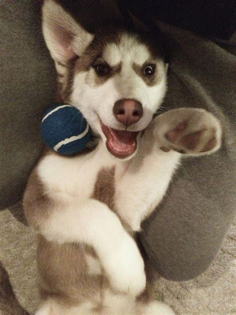 Brown Siberian husky puppy with blue eyes playing # ...