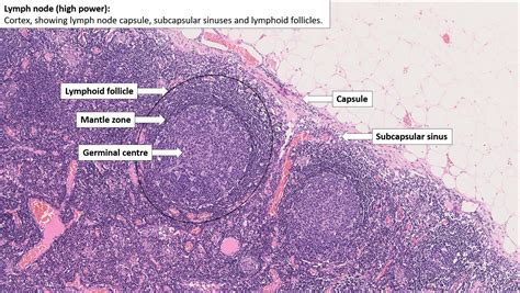 Histology Guide Lymph Node