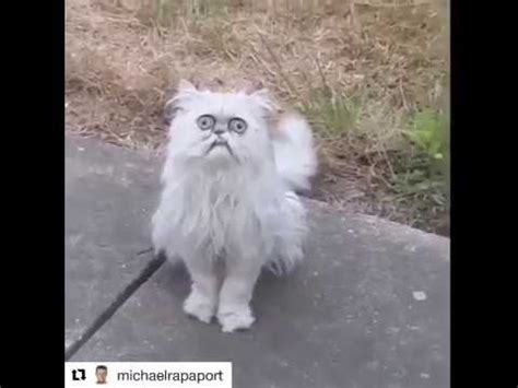 Michael Cat Meme Png - Meme Mania