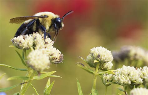 » The Importance of Pollinators