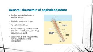 Cephalochordata | PPT