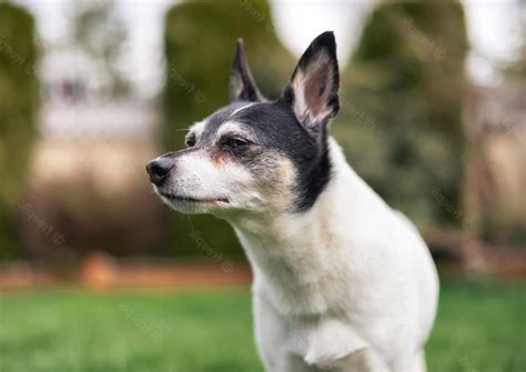 Sheltie Rat Terrier Mix Anything Terrier