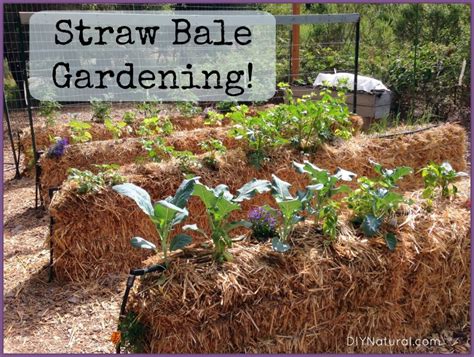 Straw Bale Gardening: An Easy Way To Grow Food