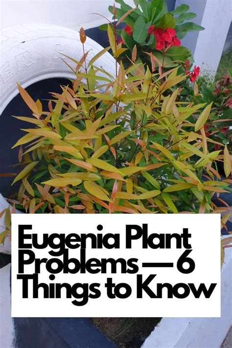 Solving Eugenia Plant Problems: A Comprehensive Guide