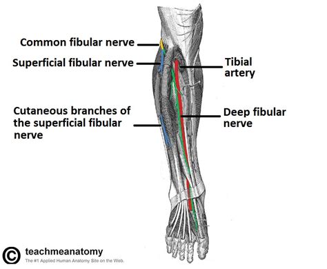 The Common Fibular Nerve - Course - Motor - Sensory - TeachMeAnatomy