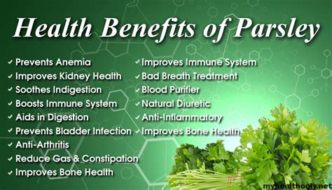 7 Impressive Health Benefits of Parsley - My Health Only