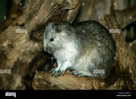 Cuban Hutia, Demarests Hutia (Capromys pilorides) on a branch Stock Photo - Alamy