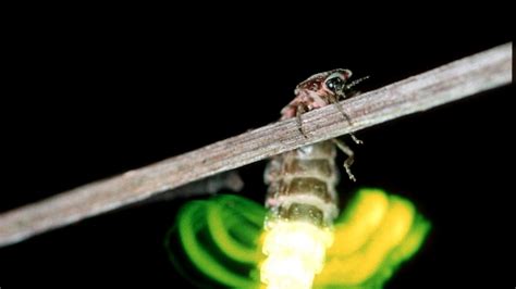 Glow-worm | Cornwall Wildlife Trust