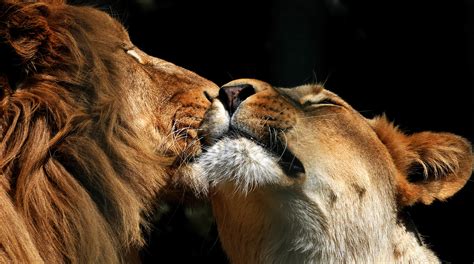 Download Lion Love Wallpaper Hd On Itl.cat