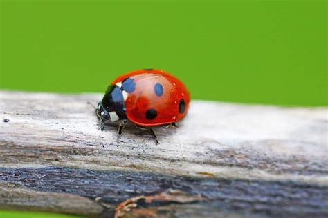 Do Ladybugs Bite? (Answered) - Wildlife Informer