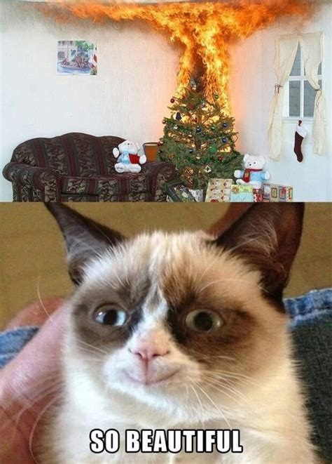 Grumpy Cat Meme | Funny Collection World