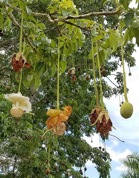 Baobab tree flowers stock photo. Image of tree, digitata - 95922290