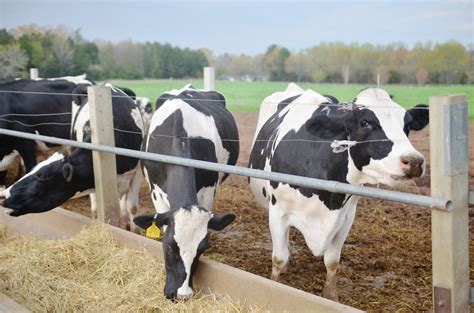 Happy Cow Creamery | VisitgreenvilleSC....#yeahTHATgreenvill… | Greenville South Carolina | Flickr